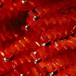 Holiday Diamond Scalpacial Package 